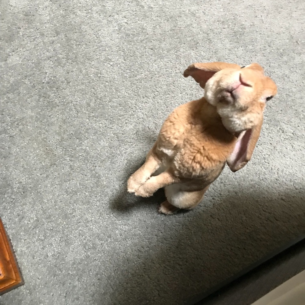 Meet your Posher, BootsieCalico